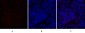 SOCS-1 Polyclonal Antibody